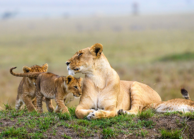 4-days-amboseli-national-park-masai-mara-safari