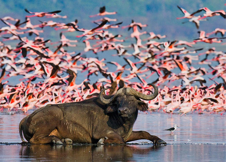 5-days-lake-nakuru-bogoria-naivasha-masai-mara-safari