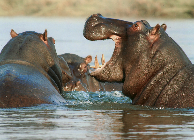 7-days-tsavo-west-tsavo-east-amboseli-lake-naivasha-masai-mara-safari