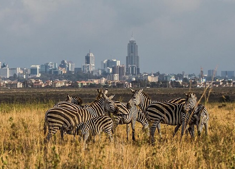 Early Morning Nairobi National Park Group Joining Game Drive
